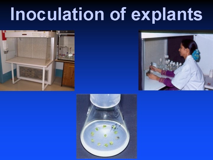 Inoculation of explants 