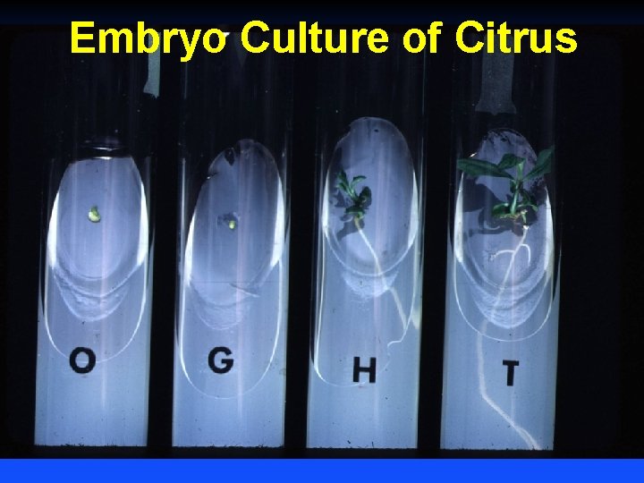Embryo Culture of Citrus 