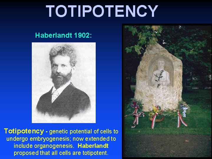 TOTIPOTENCY Haberlandt 1902: Totipotency - genetic potential of cells to undergo embryogenesis; now extended