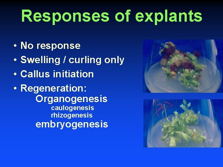 Responses of explants • • No response Swelling / curling only Callus initiation Regeneration: