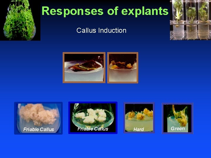 Responses of explants Callus Induction Friable Callus Hard Green 