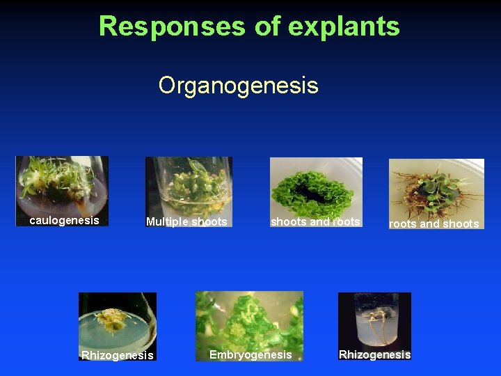 Responses of explants Organogenesis caulogenesis Multiple shoots Rhizogenesis shoots and roots Embryogenesis roots and