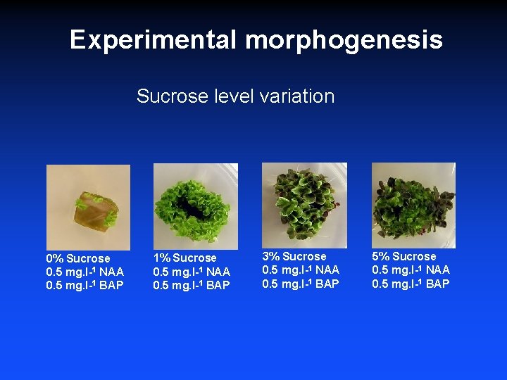 Experimental morphogenesis Sucrose level variation 0% Sucrose 0. 5 mg. l-1 NAA 0. 5