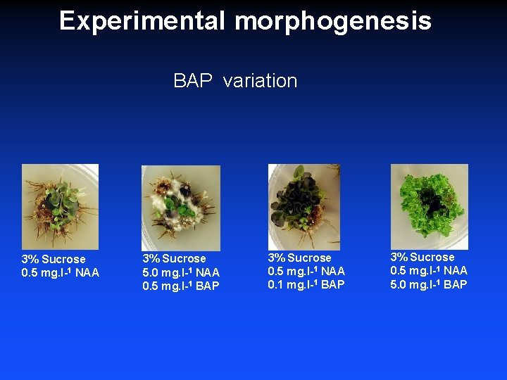 Experimental morphogenesis BAP variation 3% Sucrose 0. 5 mg. l-1 NAA 3% Sucrose 5.
