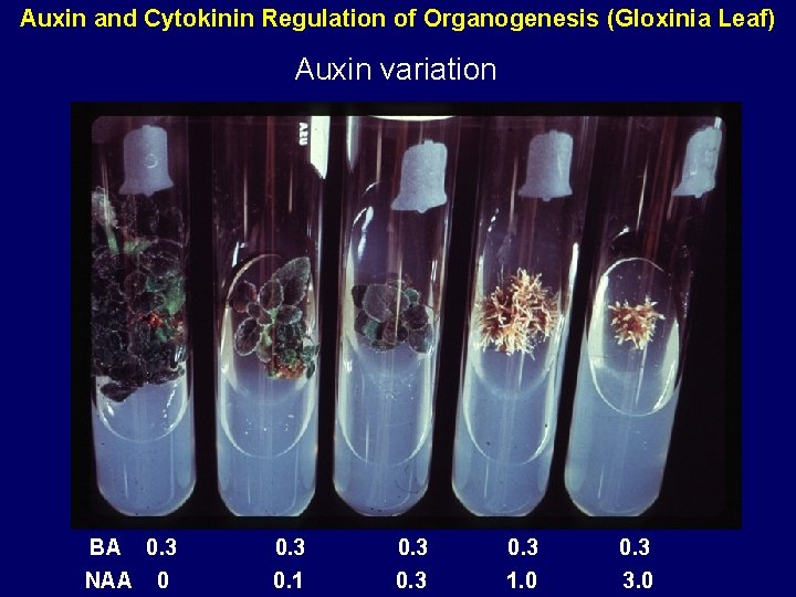 Auxin and Cytokinin Regulation of Organogenesis (Gloxinia Leaf) Auxin variation BA 0. 3 NAA