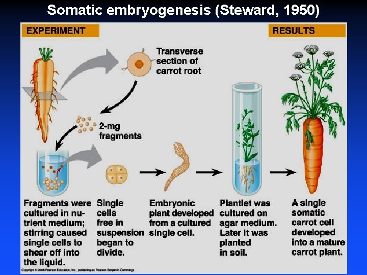 Somatic embryogenesis (Steward, 1950) 
