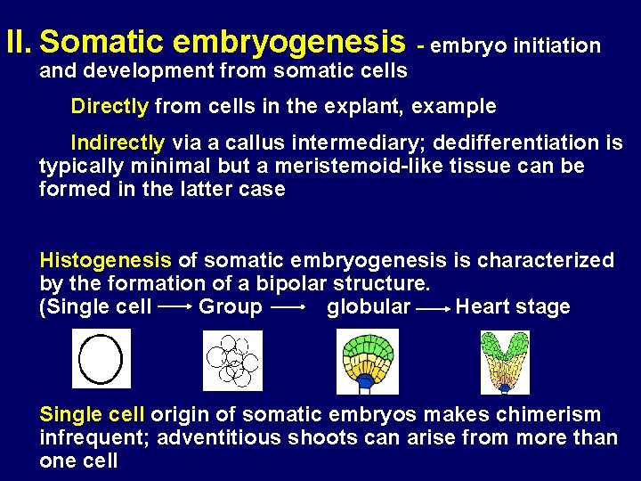 II. Somatic embryogenesis - embryo initiation and development from somatic cells Directly from cells