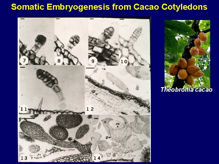 Somatic Embryogenesis from Cacao Cotyledons Theobroma cacao 