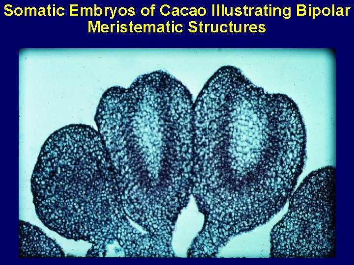 Somatic Embryos of Cacao Illustrating Bipolar Meristematic Structures 