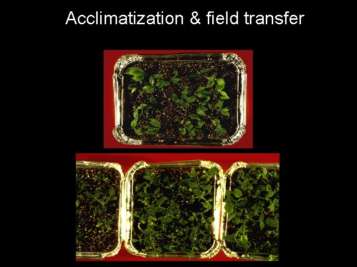 Acclimatization & field transfer 