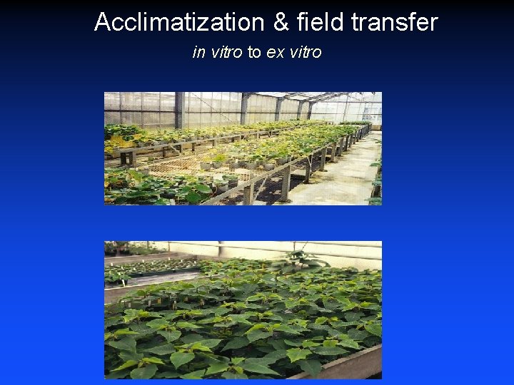 Acclimatization & field transfer in vitro to ex vitro 