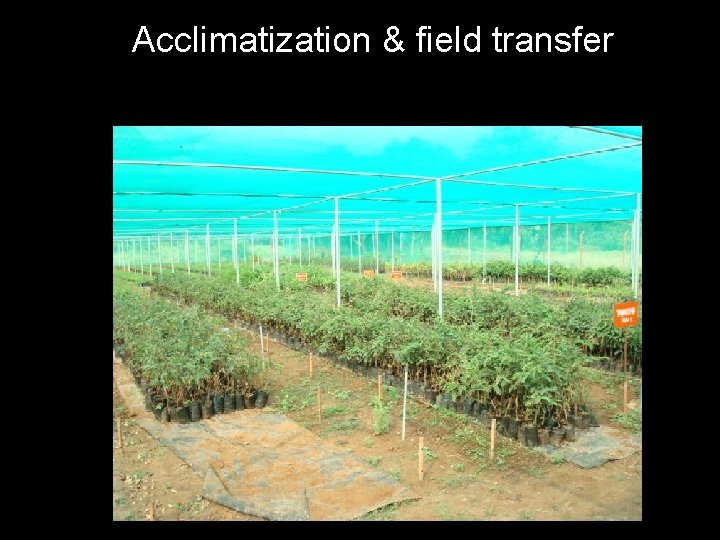 Acclimatization & field transfer 