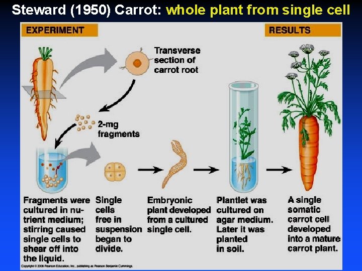 Steward (1950) Carrot: whole plant from single cell 