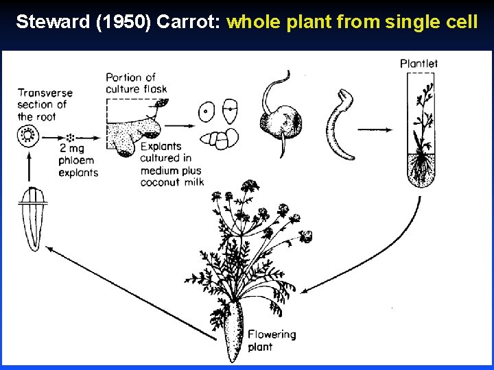 Steward (1950) Carrot: whole plant from single cell 