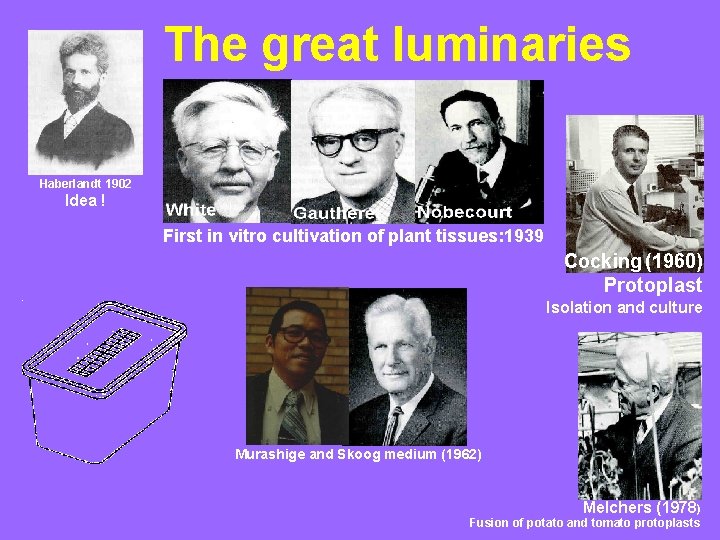 The great luminaries Haberlandt 1902 Idea ! First in vitro cultivation of plant tissues: