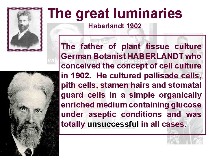 The great luminaries Haberlandt 1902 The father of plant tissue culture German Botanist HABERLANDT