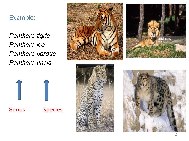 Example: Panthera tigris Panthera leo Panthera pardus Panthera uncia Genus Species 15 