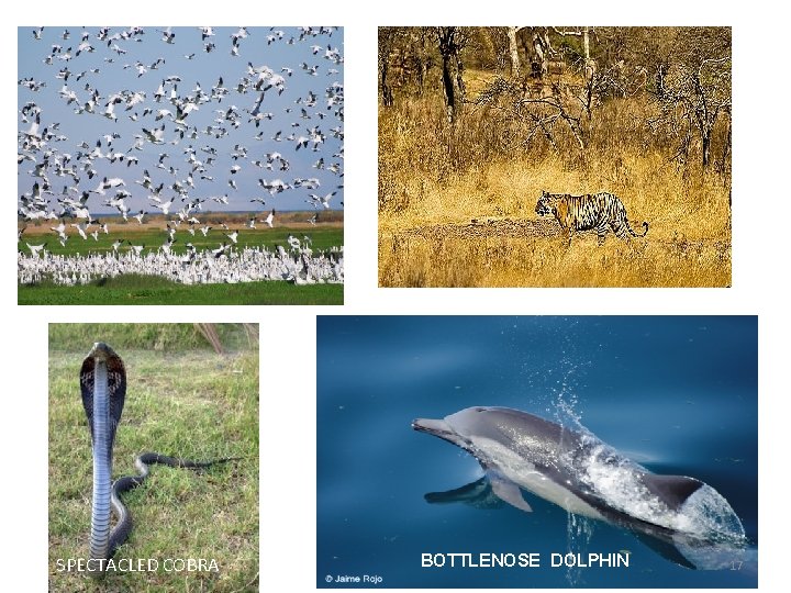 SPECTACLED COBRA BOTTLENOSE DOLPHIN 17 