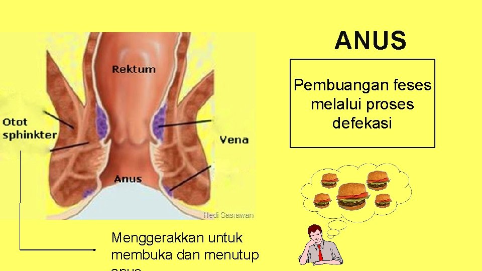 ANUS Pembuangan feses melalui proses defekasi Menggerakkan untuk membuka dan menutup 