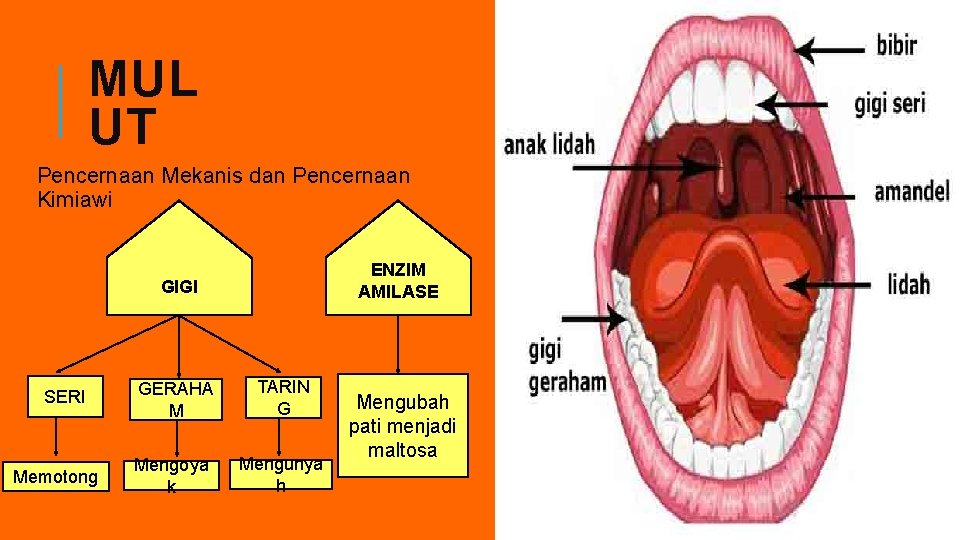 MUL UT Pencernaan Mekanis dan Pencernaan Kimiawi ENZIM AMILASE GIGI SERI Memotong GERAHA M