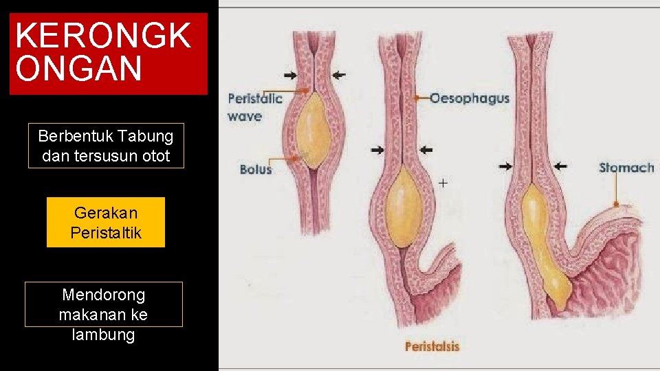 KERONGK ONGAN Berbentuk Tabung dan tersusun otot Gerakan Peristaltik Mendorong makanan ke lambung 