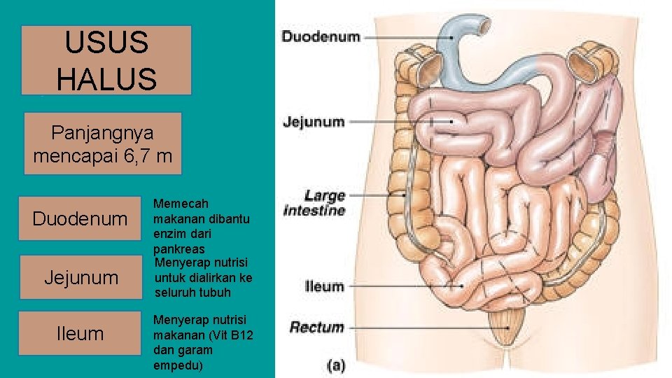 USUS HALUS Panjangnya mencapai 6, 7 m Duodenum Jejunum Ileum Memecah makanan dibantu enzim