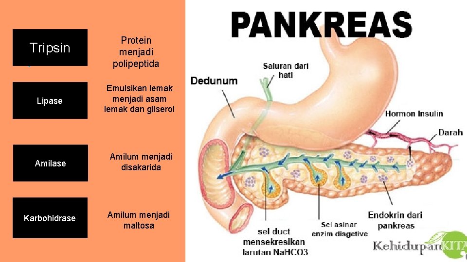 Tripsin Protein menjadi polipeptida Lipase Emulsikan lemak menjadi asam lemak dan gliserol Amilase Amilum