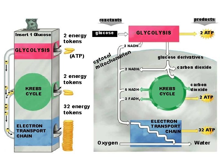 products reactants Insert 1 Glucose GLYCOLYSIS - - -- KREBS CYCLE - 2 energy