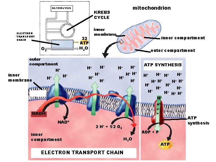 GLYCOLYSIS ELECTRON TRANSPORT CHAIN KREBS CYCLE 32 ATP inner membrane inner compartment H 2