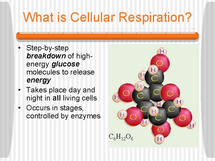 What is Cellular Respiration? • Step-by-step breakdown of highenergy glucose molecules to release energy