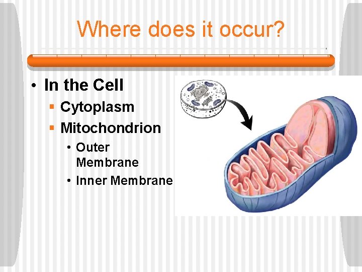 Where does it occur? • In the Cell § Cytoplasm § Mitochondrion • Outer