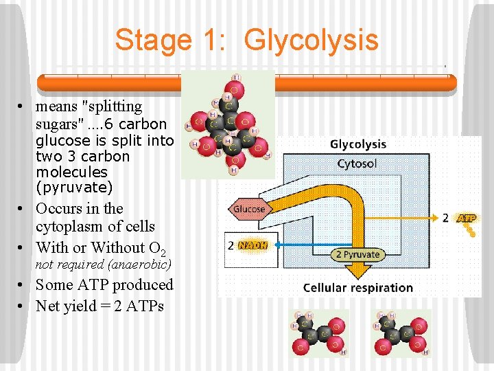 Stage 1: Glycolysis • means "splitting sugars" …. 6 carbon glucose is split into