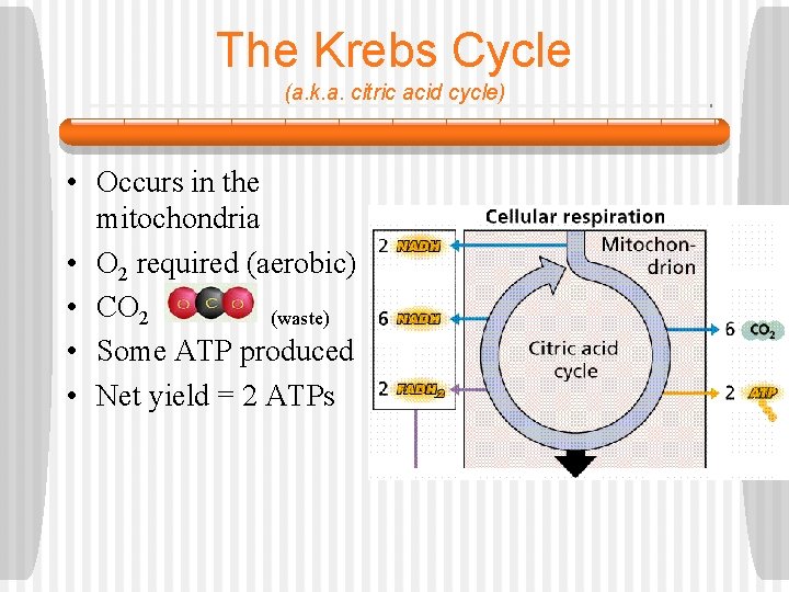 The Krebs Cycle (a. k. a. citric acid cycle) • Occurs in the mitochondria