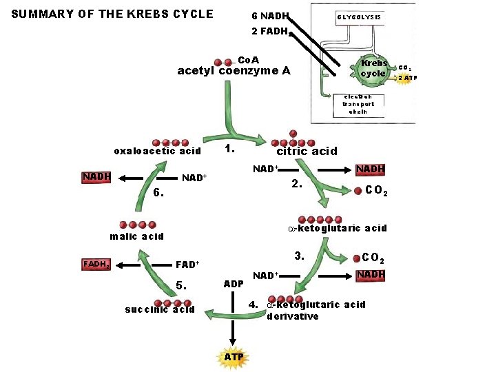 SUMMARY OF THE KREBS CYCLE 6 NADH GLYCOLYSIS 2 FADH 2 Co. A Krebs