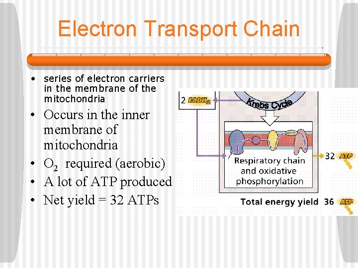 Electron Transport Chain • series of electron carriers in the membrane of the mitochondria