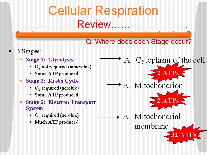 Cellular Respiration Review…. . . Q. Where does each Stage occur? • 3 Stages: