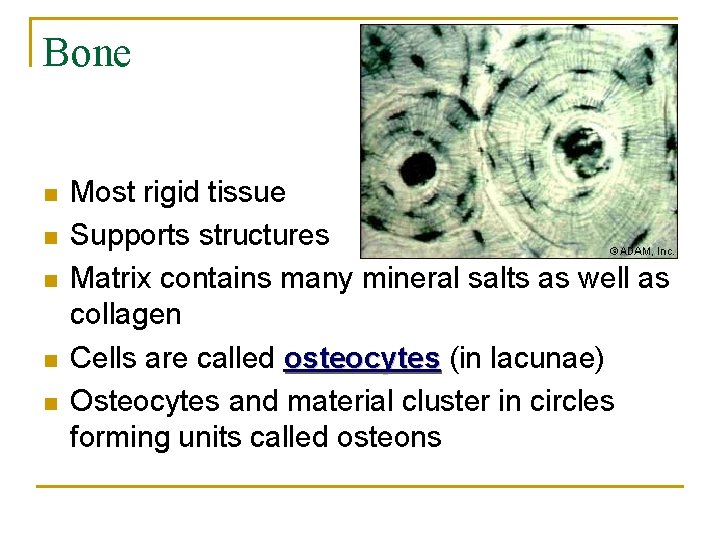 Bone n n n Most rigid tissue Supports structures Matrix contains many mineral salts
