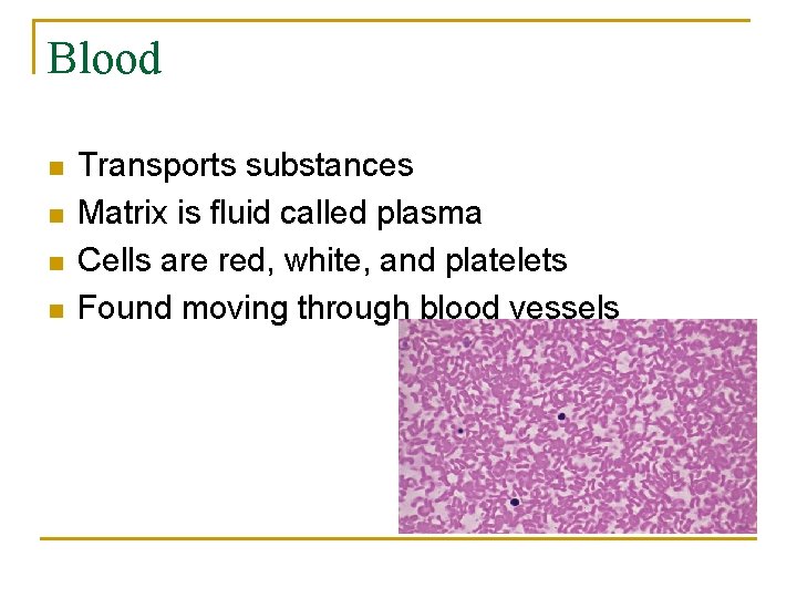 Blood n n Transports substances Matrix is fluid called plasma Cells are red, white,