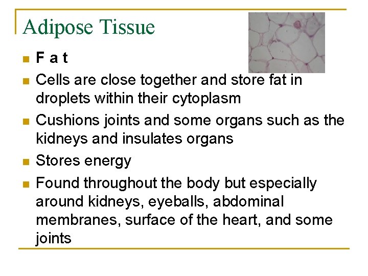 Adipose Tissue n n n Fat Cells are close together and store fat in