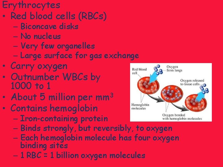 Erythrocytes • Red blood cells (RBCs) – Biconcave disks – No nucleus – Very