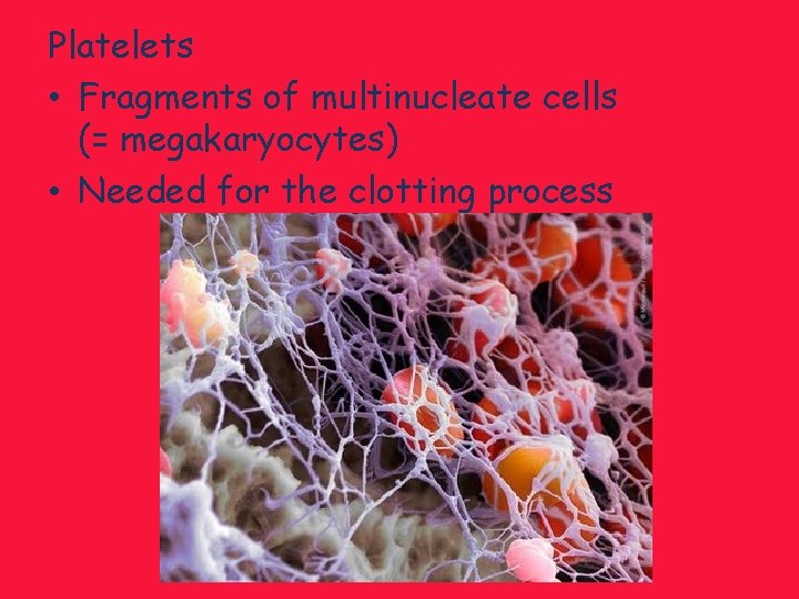 Platelets • Fragments of multinucleate cells (= megakaryocytes) • Needed for the clotting process