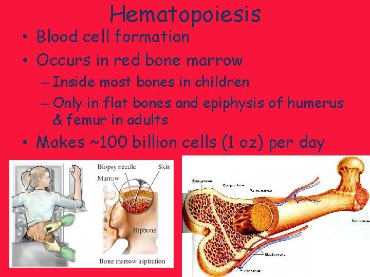 Hematopoiesis • Blood cell formation • Occurs in red bone marrow – Inside most