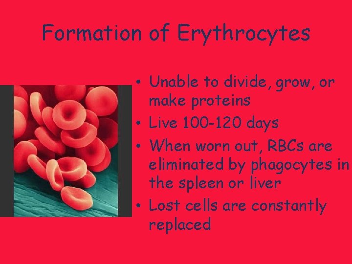 Formation of Erythrocytes • Unable to divide, grow, or make proteins • Live 100
