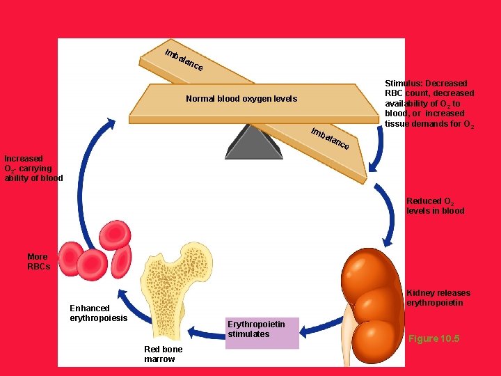 Imb ala nce Stimulus: Decreased RBC count, decreased availability of O 2 to blood,