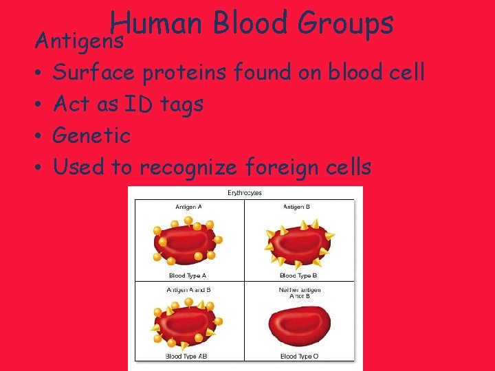 Human Blood Groups Antigens • • Surface proteins found on blood cell Act as
