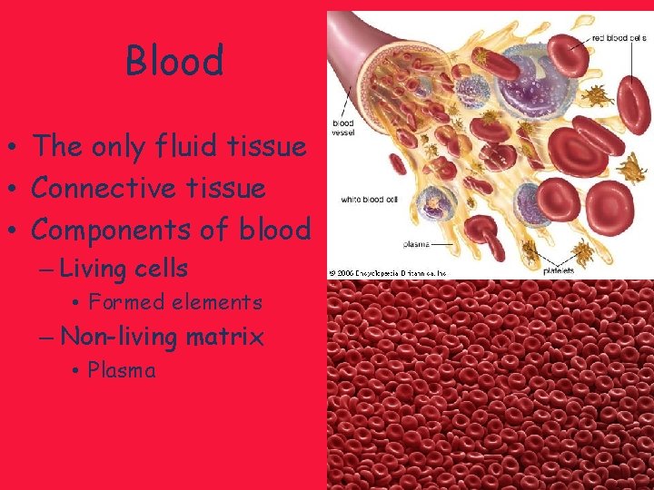 Blood • The only fluid tissue • Connective tissue • Components of blood –