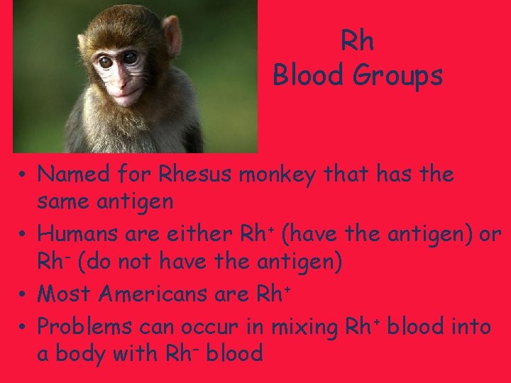 Rh Blood Groups • Named for Rhesus monkey that has the same antigen •