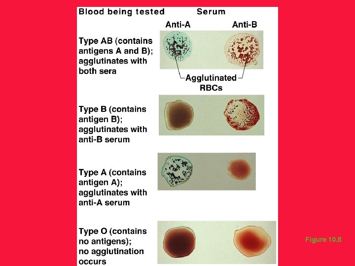Blood Typing Figure 10. 8 
