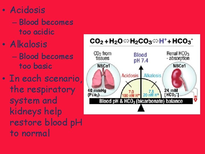  • Acidosis – Blood becomes too acidic • Alkalosis – Blood becomes too