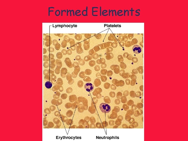 Formed Elements 